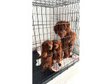 Orijinal Kore Kan Poodle Dan Toy Poodle