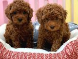 Kg Boy Garanti̇li̇ Kore Toypoodle Yavrular Heryere Gönderi̇li̇r
