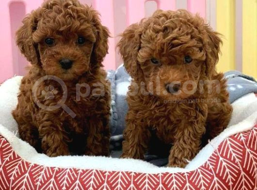 Kg Boy Garanti̇li̇ Kore Toypoodle Yavrular Heryere Gönderi̇li̇r görsel