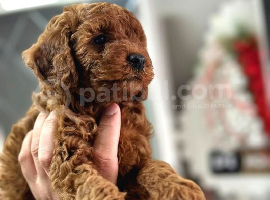 Kg Boy Garanti̇li̇ Kore Toypoodle Yavrular Heryere Gönderi̇li̇r