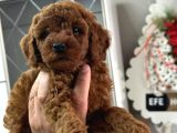 Kg Boy Garanti̇li̇ Kore Toypoodle Yavrular Heryere Gönderi̇li̇r