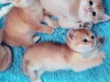 British shorthair golden ny11 orjinal safkan