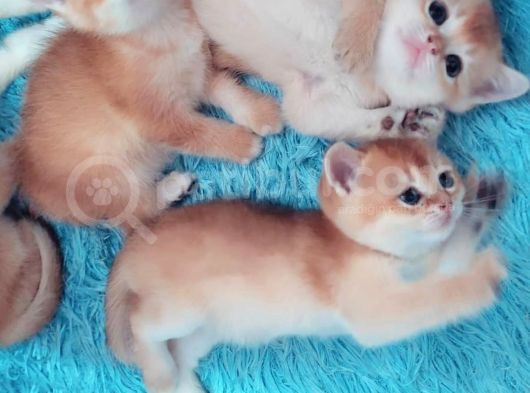 British Shorthair Golden Ny11 Orjinal Safkan