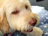 Ücretsi̇z Di̇şi̇ Labradoodle