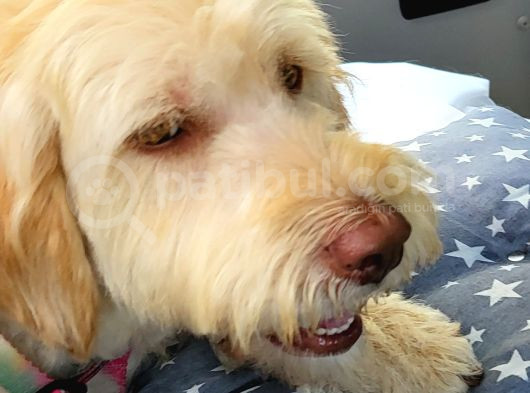 Ücretsi̇z Di̇şi̇ Labradoodle görsel