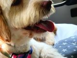 Ücretsi̇z Di̇şi̇ Labradoodle