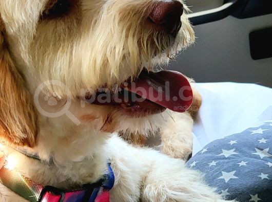 Ücretsi̇z Di̇şi̇ Labradoodle görsel