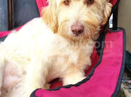 Ücretsi̇z Di̇şi̇ Labradoodle