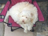 Ücretsi̇z Di̇şi̇ Labradoodle