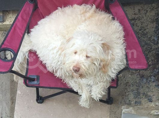 Ücretsi̇z Di̇şi̇ Labradoodle görsel