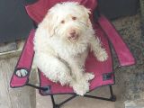 Ücretsi̇z Di̇şi̇ Labradoodle