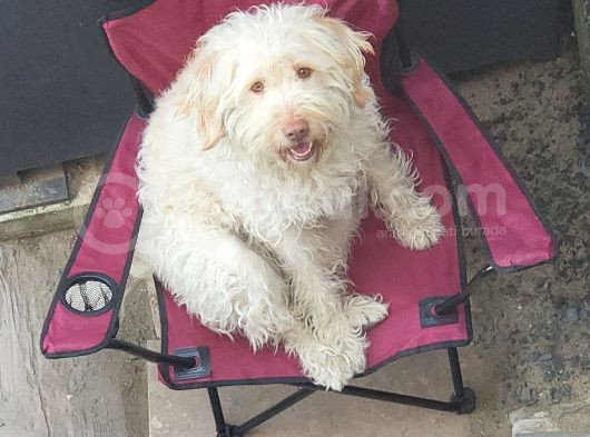 Ücretsi̇z Di̇şi̇ Labradoodle görsel