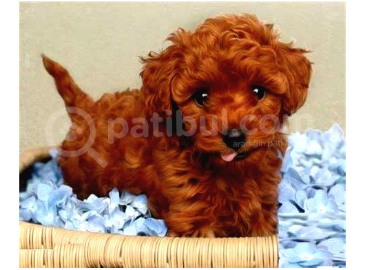 Ev Üretimi Yavrularımız Saf Kan Garantili Tooy Poodle 