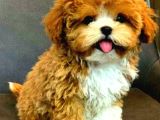 RED  KIPKIRMIZI EVCİLBEBEKLER EV ÜRETİMİ YAVRU TOOY POODLE 