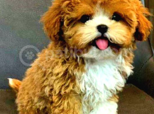 Red  Kipkirmizi Evci̇lbebekler Ev Üreti̇mi̇ Yavru Tooy Poodle 