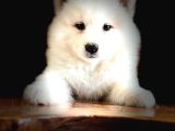AYİ YAVRUSU SAMOYED A KALİTE IRK