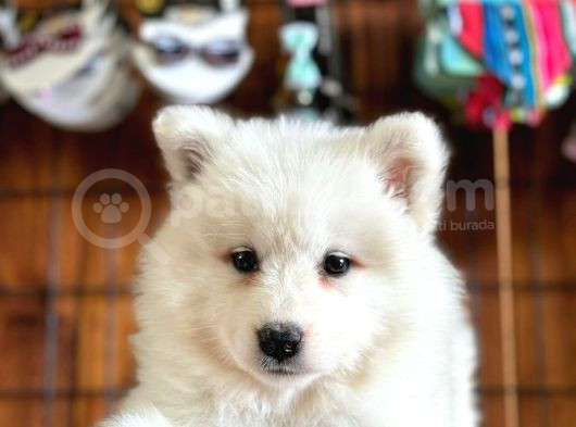 Ayi̇ Yavrusu Samoyed A Kali̇te Irk görsel