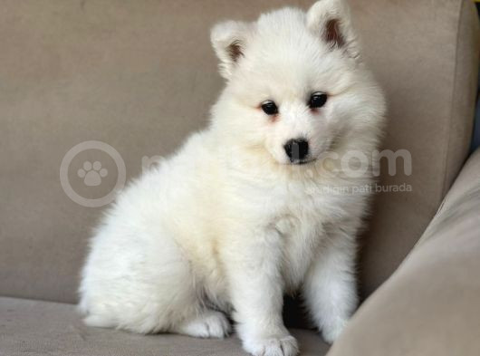 Ayi̇ Yavrusu Samoyed A Kali̇te Irk görsel