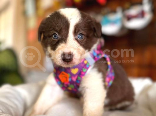 Dunyani̇n En Zeki̇ Irki Kızıl Border Collie görsel
