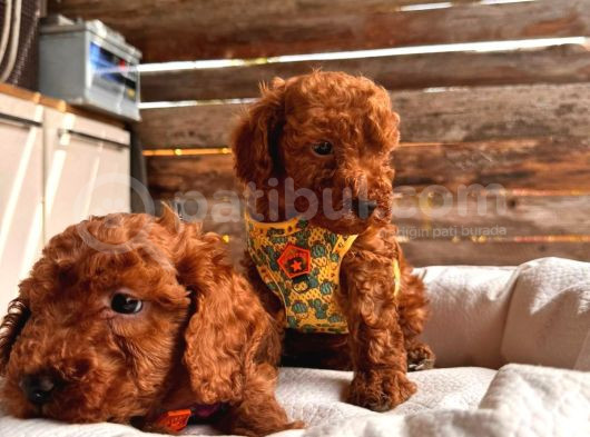 En Akıllı Apartman Köpeği A Scrli̇ Toy Poodle görsel
