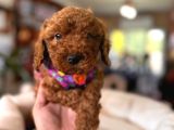 En Akıllı Apartman Köpeği A Scrli̇ Toy Poodle
