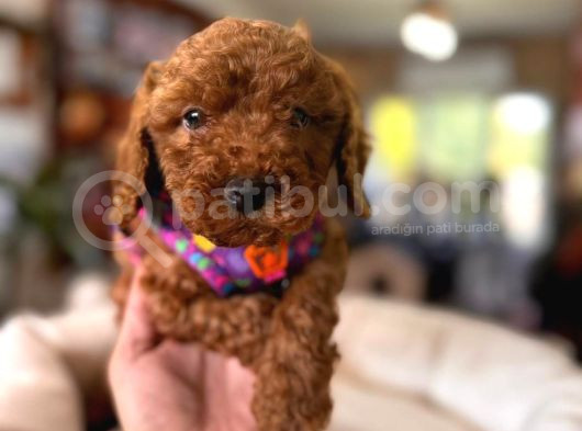 En Akıllı Apartman Köpeği A Scrli̇ Toy Poodle görsel