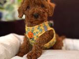 En Akıllı Apartman Köpeği A Scrli̇ Toy Poodle