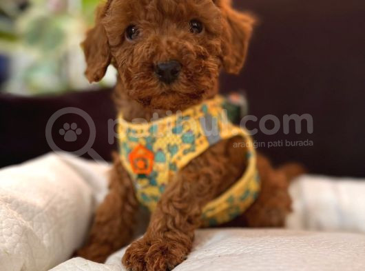 En Akıllı Apartman Köpeği A Scrli̇ Toy Poodle görsel