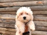 Hiç Büyümeyen Pamuklar Maltese Terrier
