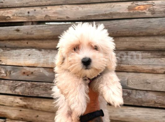 Hiç Büyümeyen Pamuklar Maltese Terrier görsel