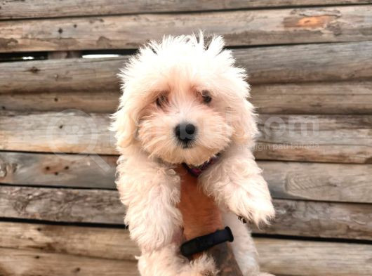 Hiç Büyümeyen Pamuklar Maltese Terrier görsel