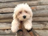 Hiç Büyümeyen Pamuklar Maltese Terrier