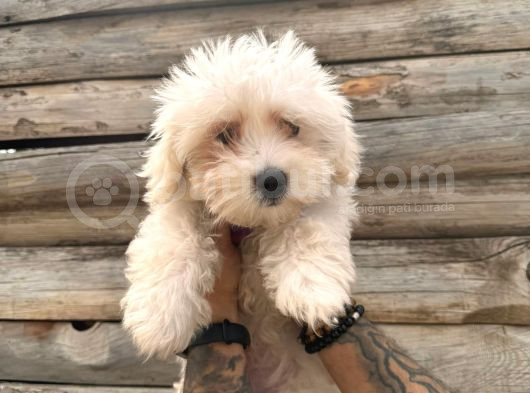 Hiç Büyümeyen Pamuklar Maltese Terrier görsel