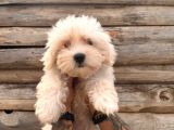 Hiç büyümeyen pamuklar maltese terrier