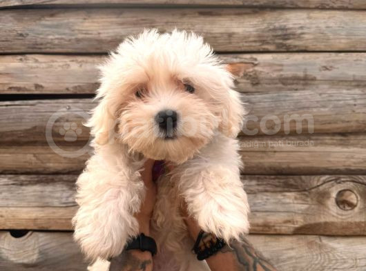 Hiç Büyümeyen Pamuklar Maltese Terrier