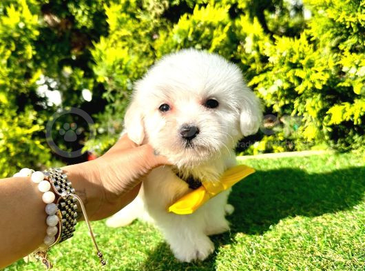 A Kalite Maltese Yavrular görsel