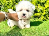 A Kalite Maltese Yavrular