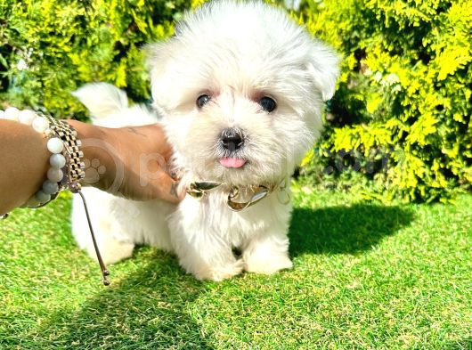 A Kalite Maltese Yavrular görsel