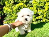 A Kalite Maltese Yavrular