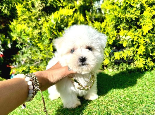 A Kalite Maltese Yavrular