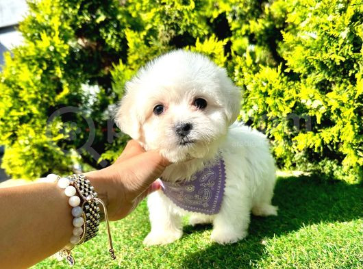 A Kalite Maltese Yavrular görsel