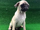 Kısa Burun Orjinal Pug Erkek Ve Dişi Yavrular