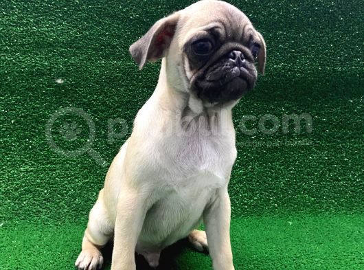 Kısa Burun Orjinal Pug Erkek Ve Dişi Yavrular görsel
