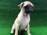 Kısa Burun Orjinal Pug Erkek Ve Dişi Yavrular