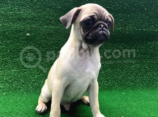 Kısa Burun Orjinal Pug Erkek Ve Dişi Yavrular görsel