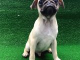 Kısa Burun Orjinal Pug Erkek Ve Dişi Yavrular