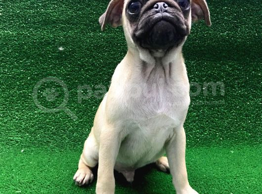 Kısa Burun Orjinal Pug Erkek Ve Dişi Yavrular görsel