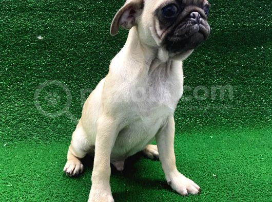 Kısa Burun Orjinal Pug Erkek Ve Dişi Yavrular