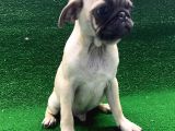 Kısa Burun Orjinal Pug Erkek Ve Dişi Yavrular