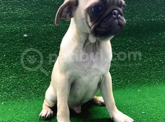 Kısa Burun Orjinal Pug Erkek Ve Dişi Yavrular görsel